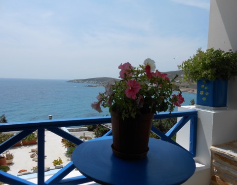 ΠΕΤΟΥΝΙΑ